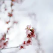 John Johnsons pexels nati