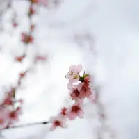 James Bond pexels nati