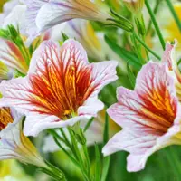 James Bond prettiest flowers painted tongue flower lead getty adabbffccbee