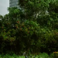 Karti Krumba pexels thien phuoc phuong