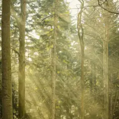 John Johnsons pexels michal miszczak