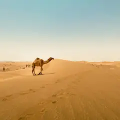 Kaethe Mueller pexels sarah