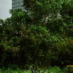 Karti Krumba pexels thien phuoc phuong