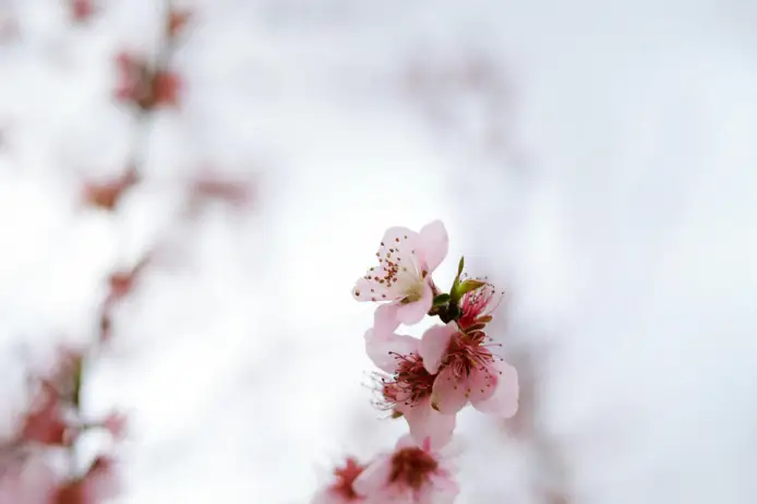 James Bond pexels nati