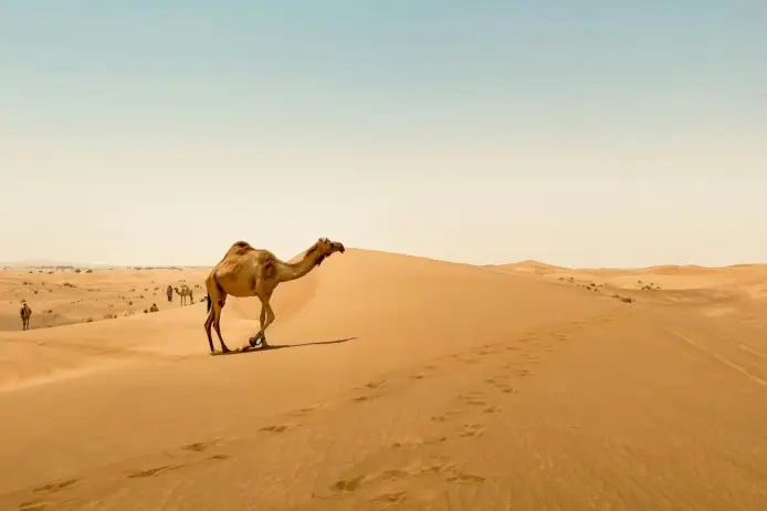 James Bond pexels sarah