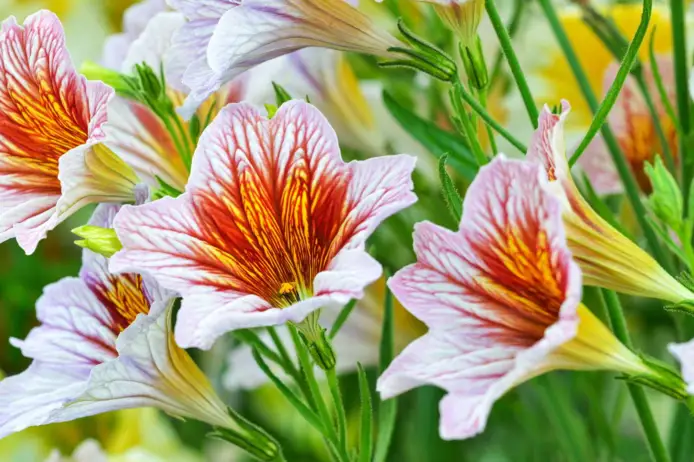 James Bond prettiest flowers painted tongue flower lead getty adabbffccbee
