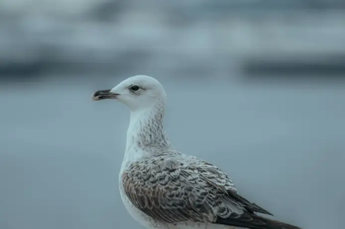 Testing Profile pexels i sa kilavuzoglu