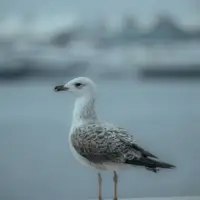 Christopher Robinson pexels i sa kilavuzoglu